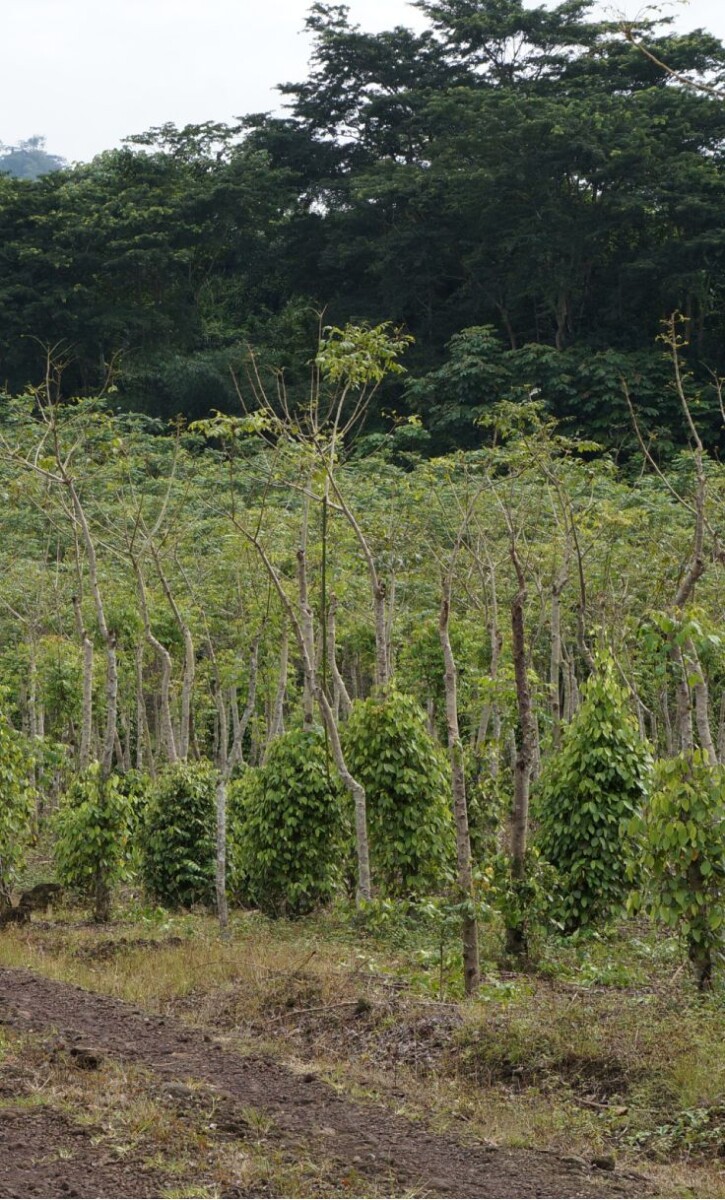 Jardinage urbain pot