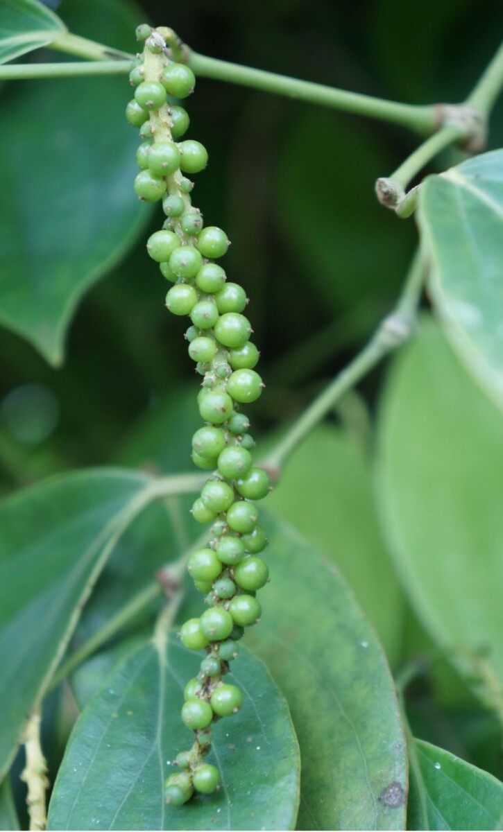 Jardinage urbain pot