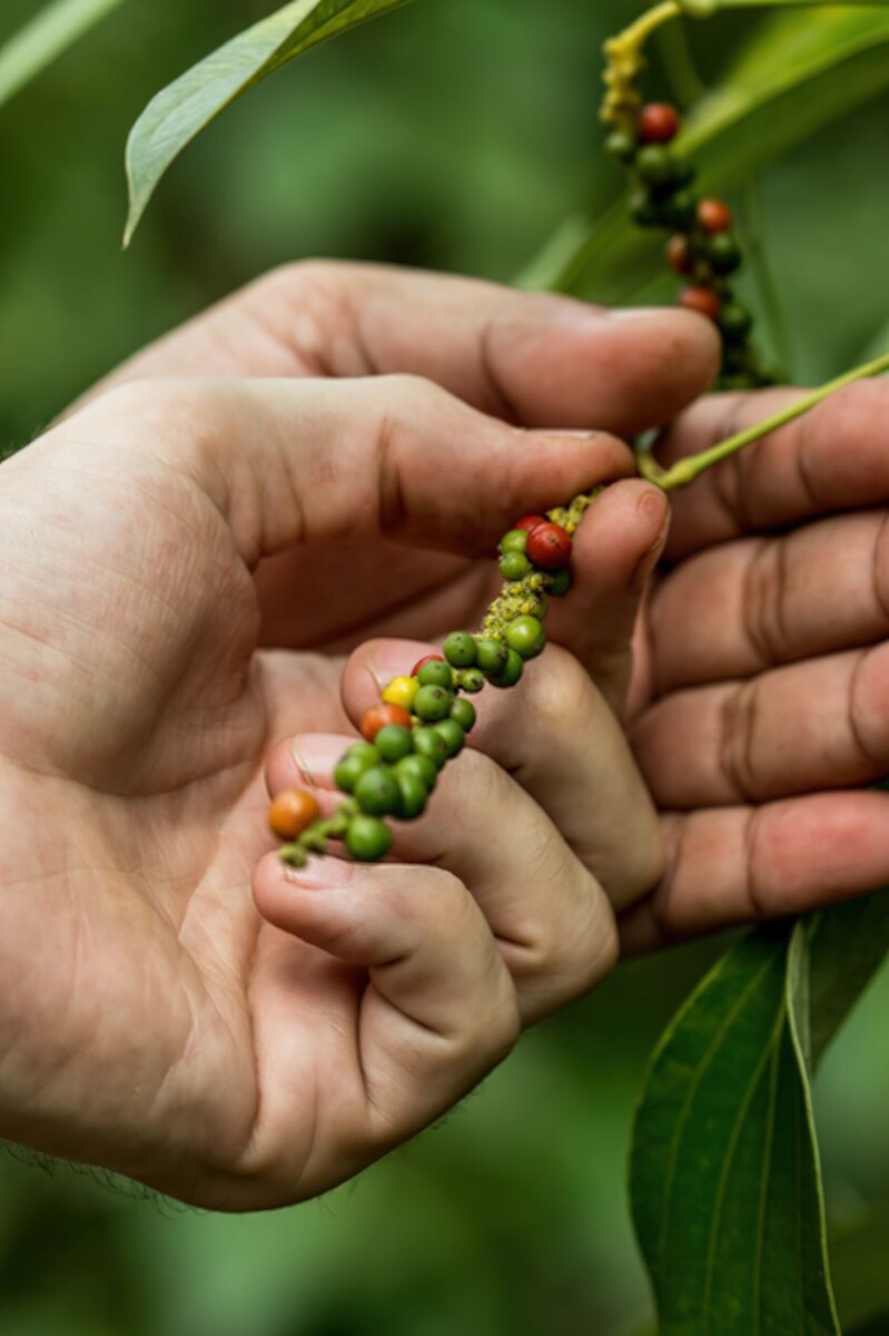 Culture poivrier esthétique