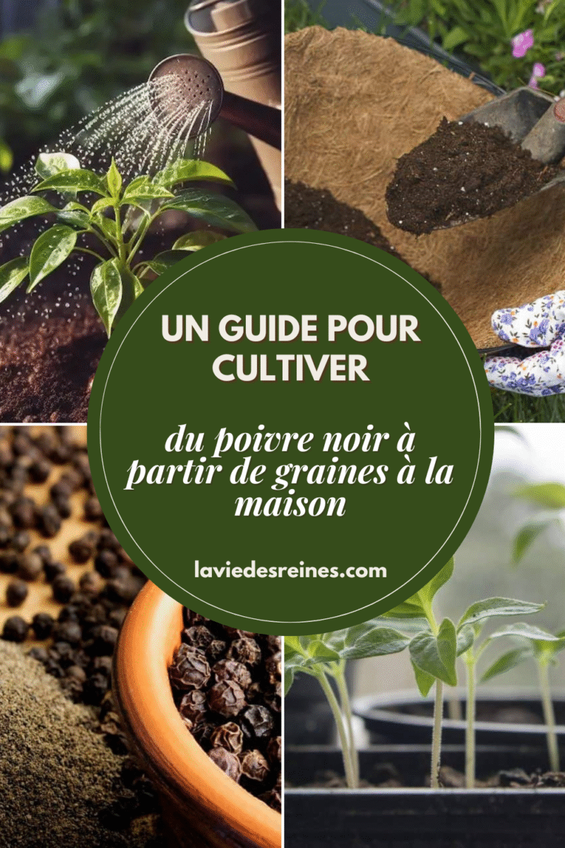 Culture poivrier esthétique