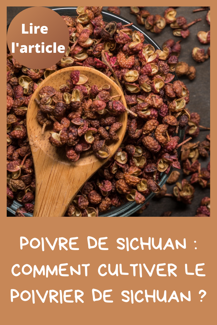 Culture poivrier esthétique