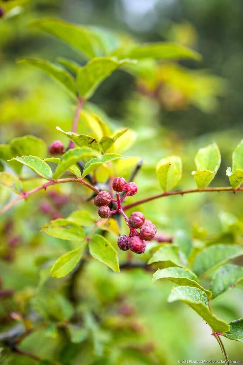 Culture poivrier esthétique