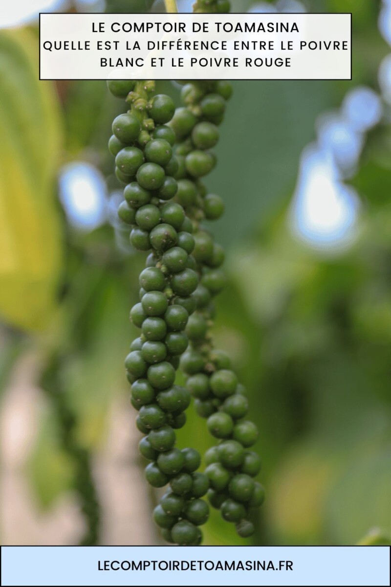 Culture poivrier esthétique