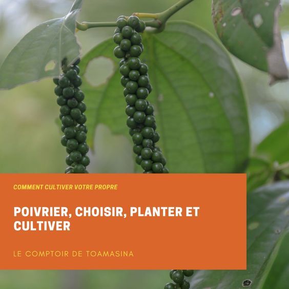 Culture poivrier esthétique