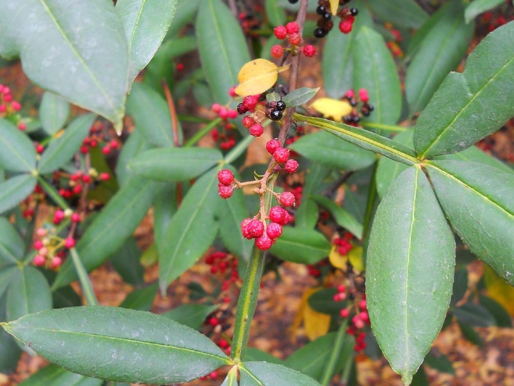 Jardinage urbain pot