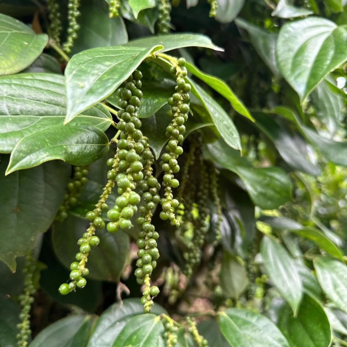 Jardinage urbain pot