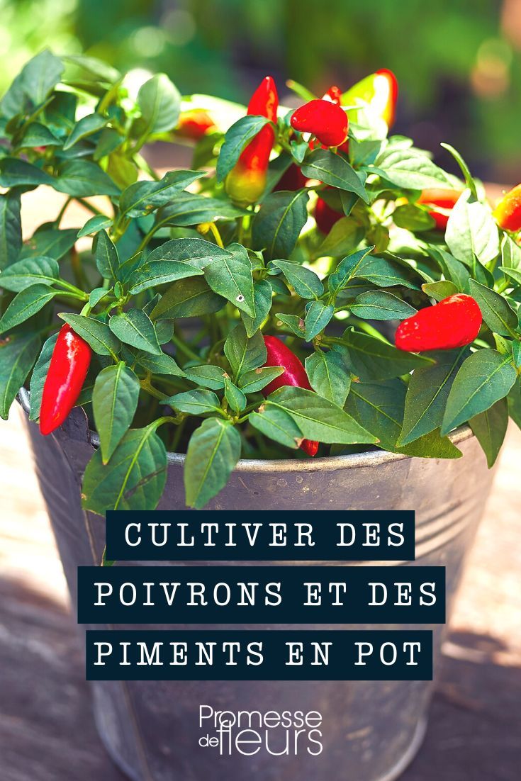 culture de poivrier