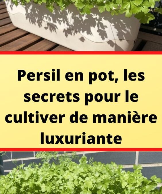 Guide pratique pour la culture de poivrier en milieu urbain