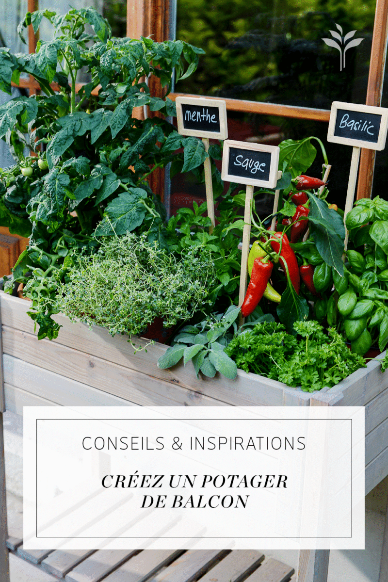 Poivrier en pot balcon