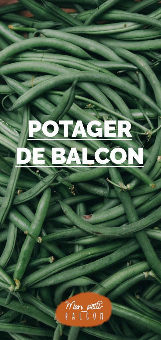 Poivrier en pot balcon