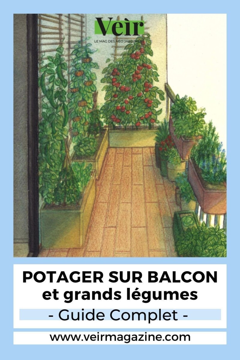 Poivrier en pot balcon