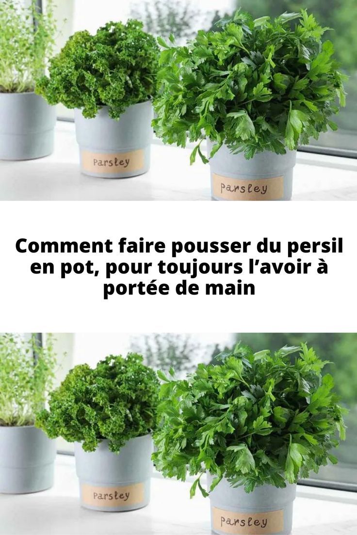 Poivrier en pot balcon