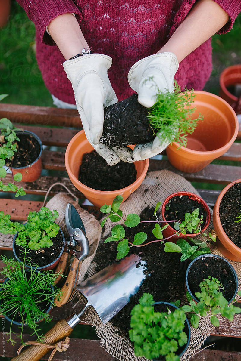 Entretien de jardin impeccable
