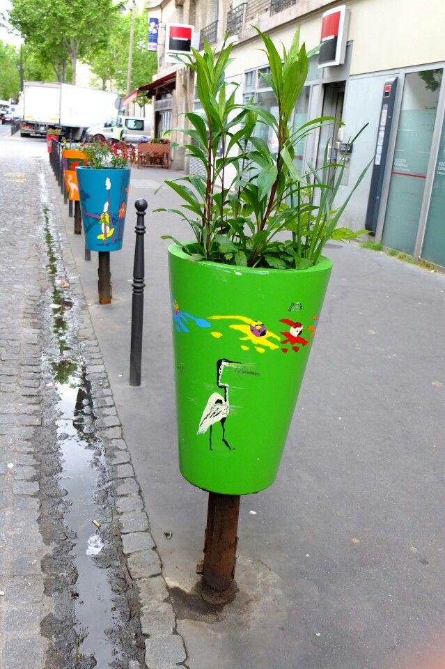 cultiver poivrier urbain